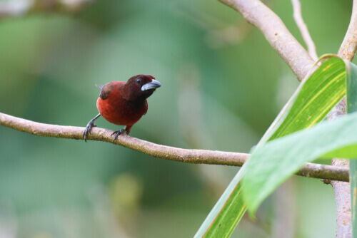 A silver beaked tanager in a branch, another common bird species.
