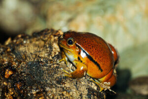 Discover the 5 Smallest Frogs in the World