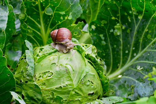 Snail: diet and habitat.