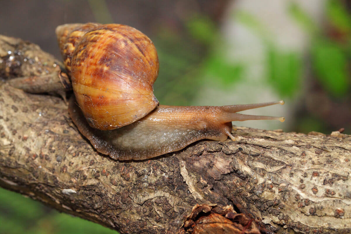 An Achatina snail on a branch.
