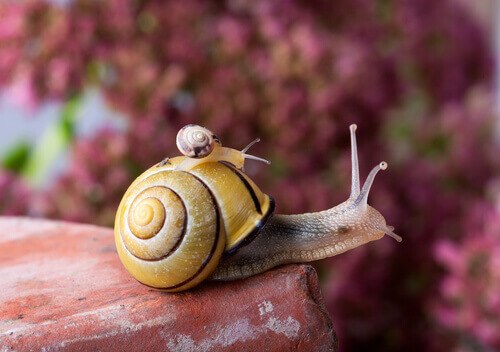 The Life Of The Snail Carrying Its House On Its Back My Animals