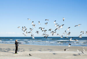 Songs Dedicated to Birds