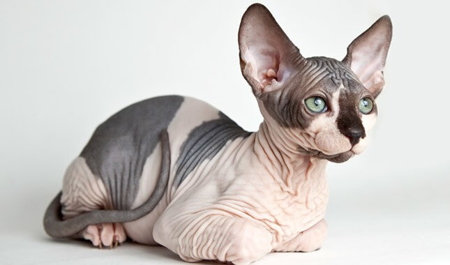 Sphynx cat.