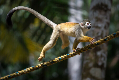 Squirrel monkey: behavior.