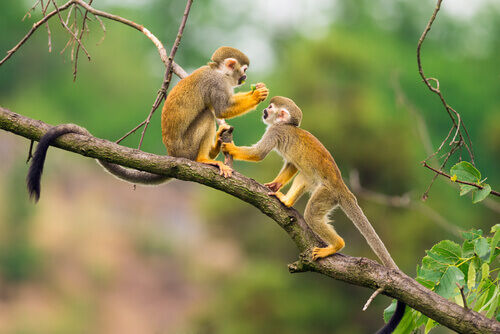 Squirrel monkey: habitat.