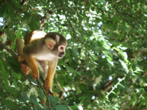 Meet the Squirrel Monkey