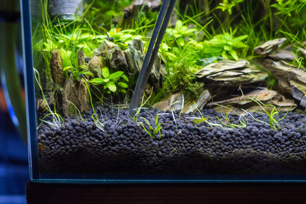 The 4 Types of Substrate for Aquariums