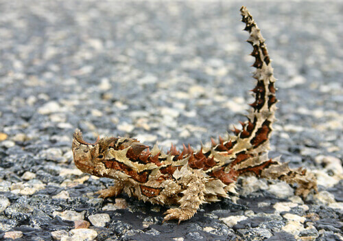 The thorny devil of the Australian fauna.