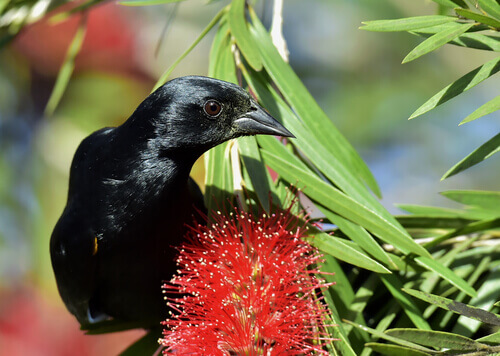 A toti on a branch.