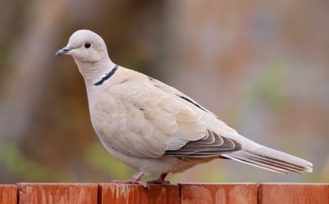 Turkish turtle dove.