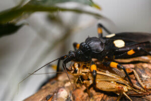 Captive Care of the Two-Spotted Assassin Bug