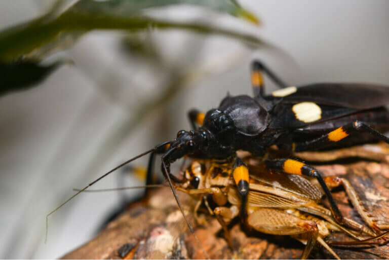 Captive Care of the Two-Spotted Assassin Bug