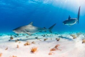 5 Types of Fish Tail Fin