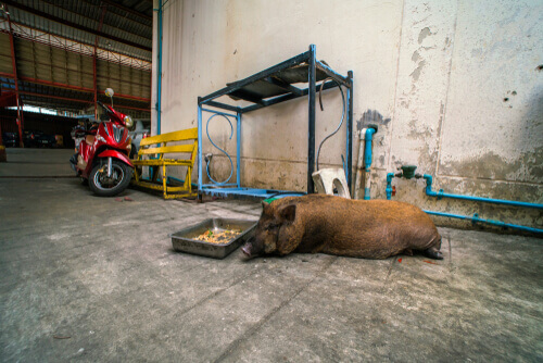 Animals and Cities: The Urban Wild Boar Problem