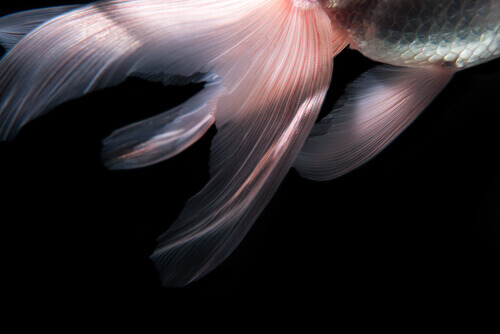 The veiltail fish is famous for its tail fin.