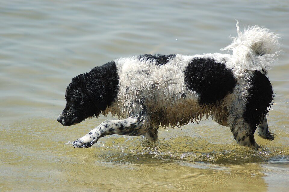 A wetterhoun on the water.