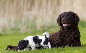 Meet the Wetterhoun: The Frisian Water Dog