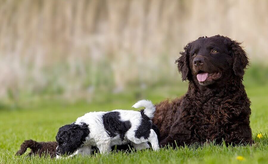 Meet the Wetterhoun: The Frisian Water Dog