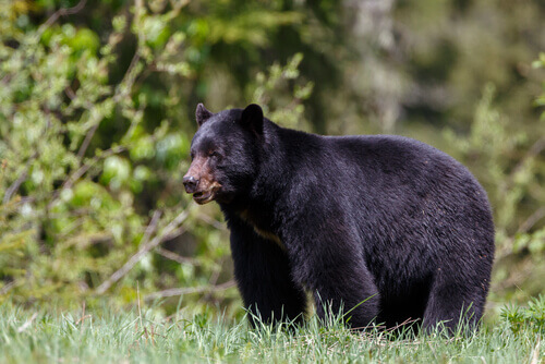 A wild black bear.