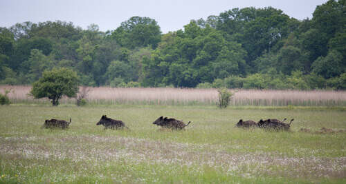 Wild boars running free.