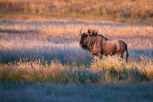 A wildebeest roaming a plain.