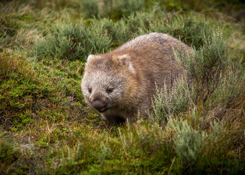 The wombat is a marsupial from the Australian fauna.