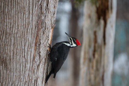 A woodpecker on a tree.