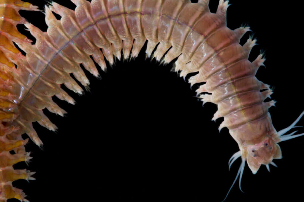 The Secrets Behind How Worms Communicate