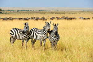 Today's Question: Why Is a Zebra's Skin Striped?