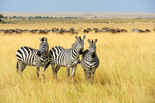 Today's Question: Why Is a Zebra's Skin Striped?