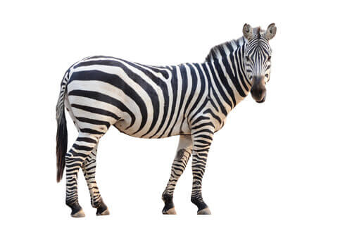 A picture of a standing zebra.