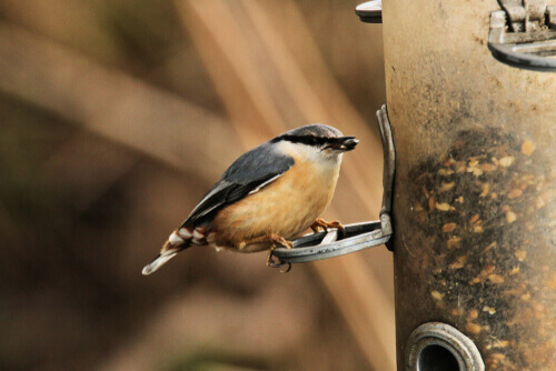 A bird on a metal device.