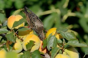 How to Keep Birds from Pecking in Your Garden