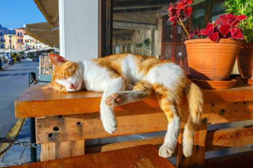 A cat sleeping on a bench.