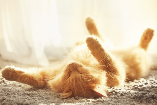 Tips to Prevent Heatstroke in Cats