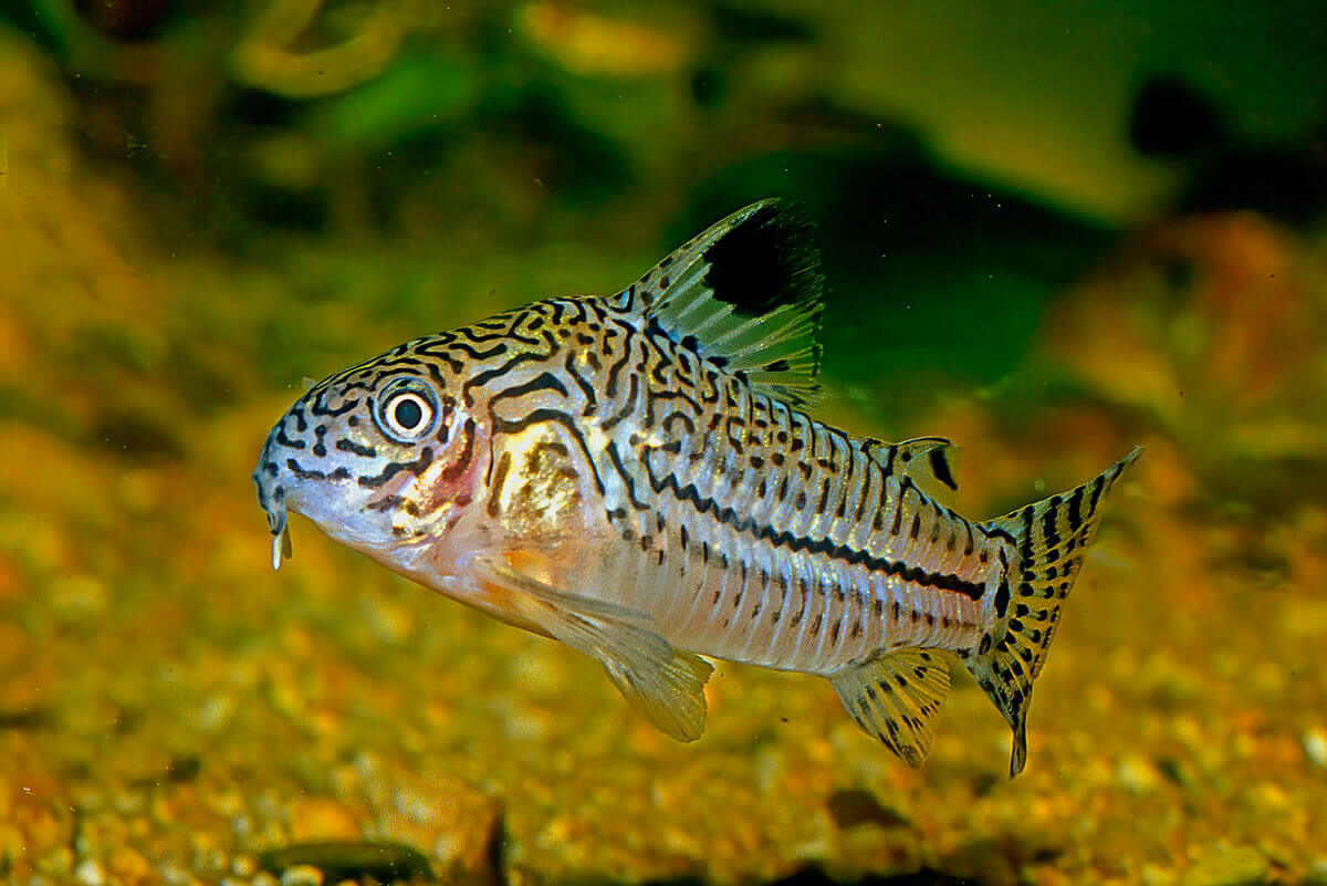 A cory catfish, one of the most popular bottom feeders.