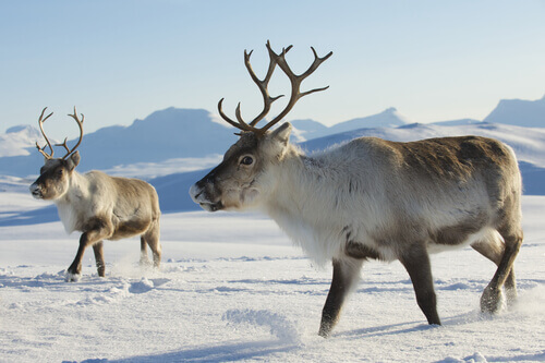 A couple of reindeer.
