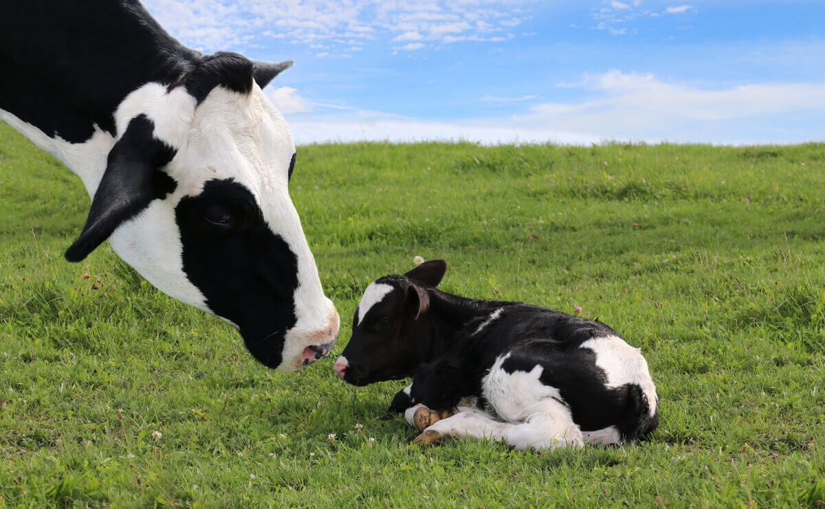 A cow looking at her calf in a field.