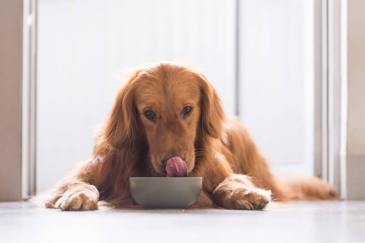 A dog lying down eating from their bowl.