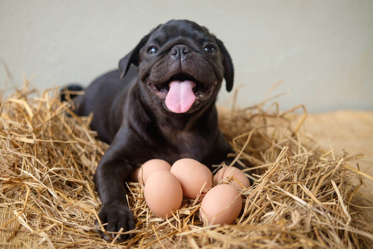 A dog sitting on straw in front of some eggs.