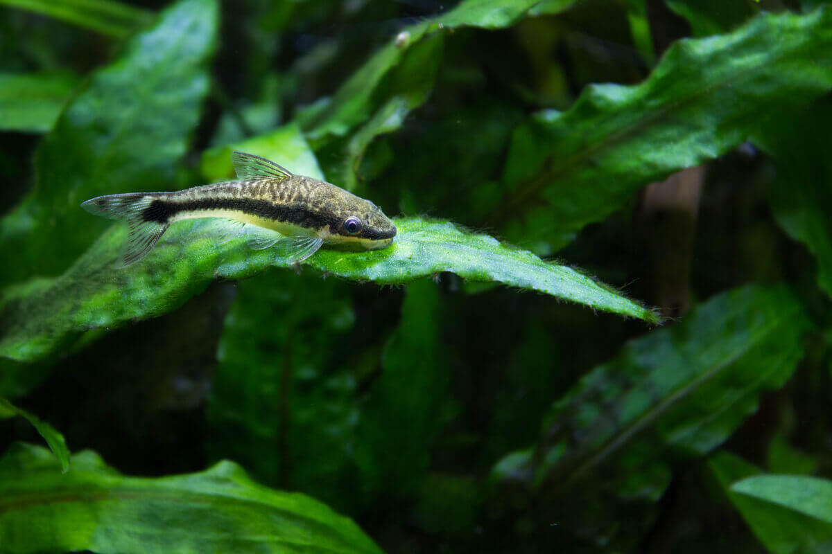A dwarf sucking catfish, one of the popular bottom feeders.
