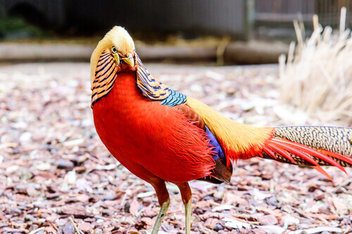 A most colorful bird.