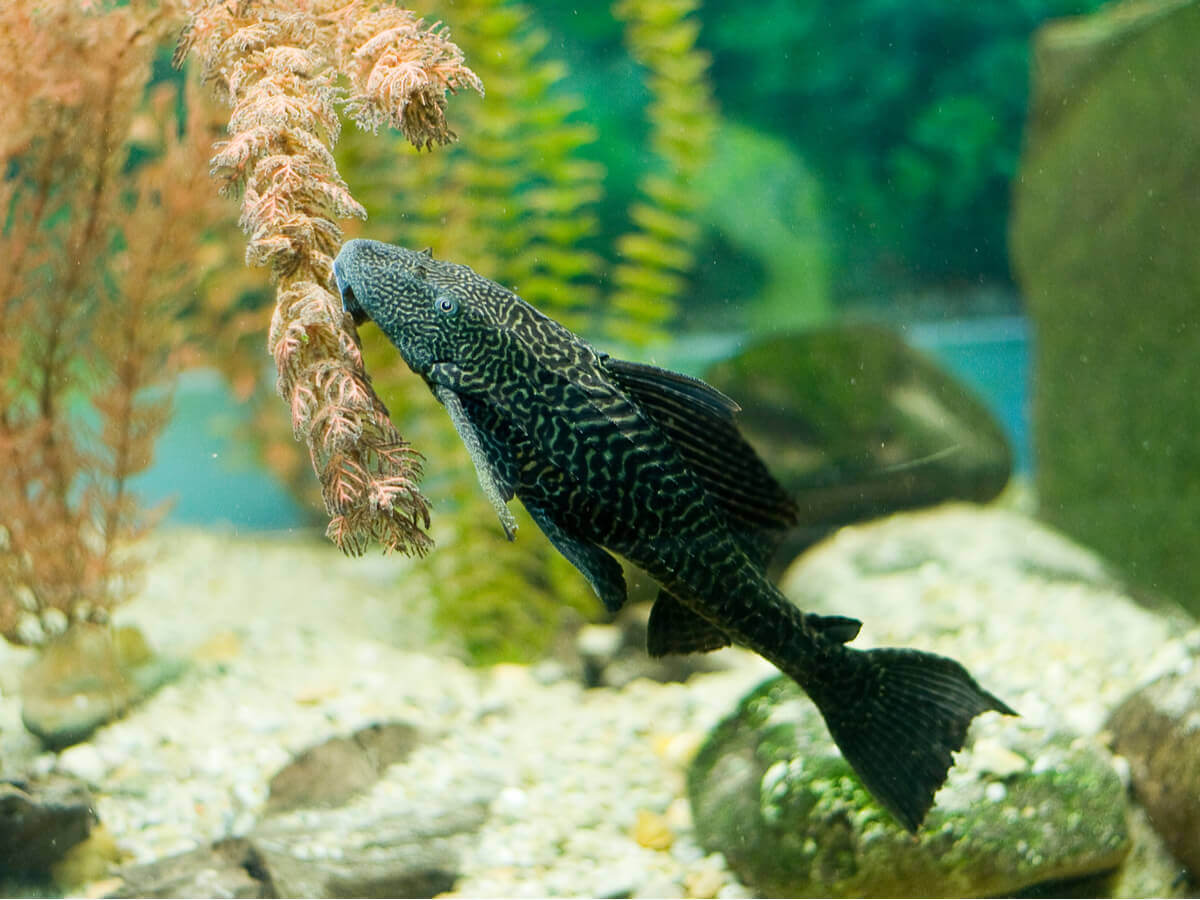 A pleco feeding in an aquarium.