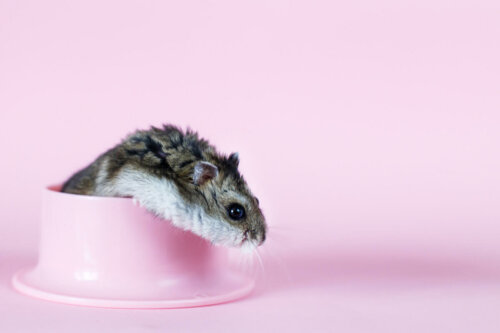 A potty training hamster.