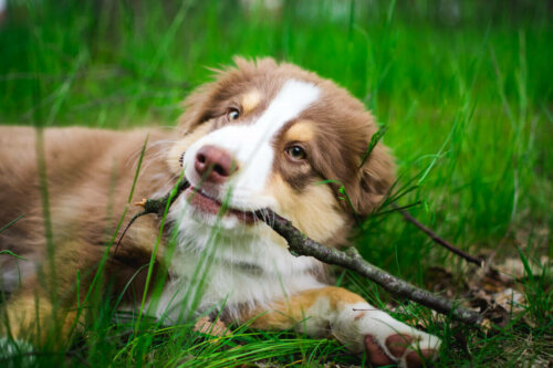A puppy playing with a stick.