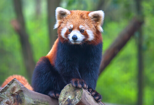 Is the Red or Lesser Panda a Bear or a Raccoon? - My Animals