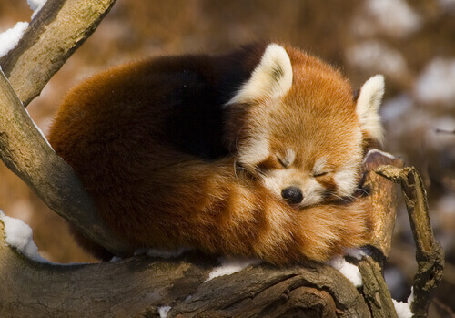 A red panda sleeping.