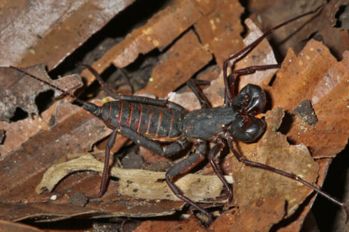 Description and Habitat of the Whip Scorpion