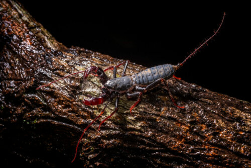 A whip scorpion on a log.