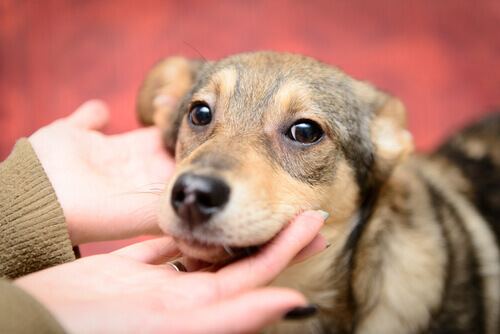 A woman petting a dog.